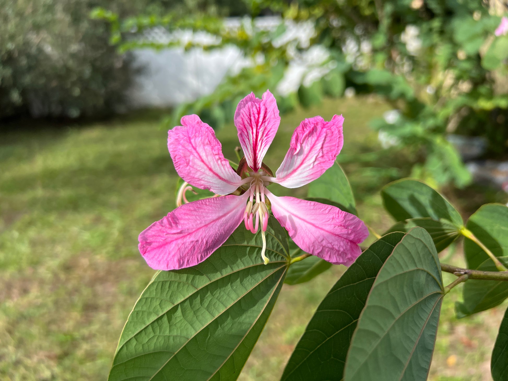 Purple Orchid Butterfly Tree Seeds – Hawaiian Bauhinia Purpurea (Pack Of 1-1000, Fresh)