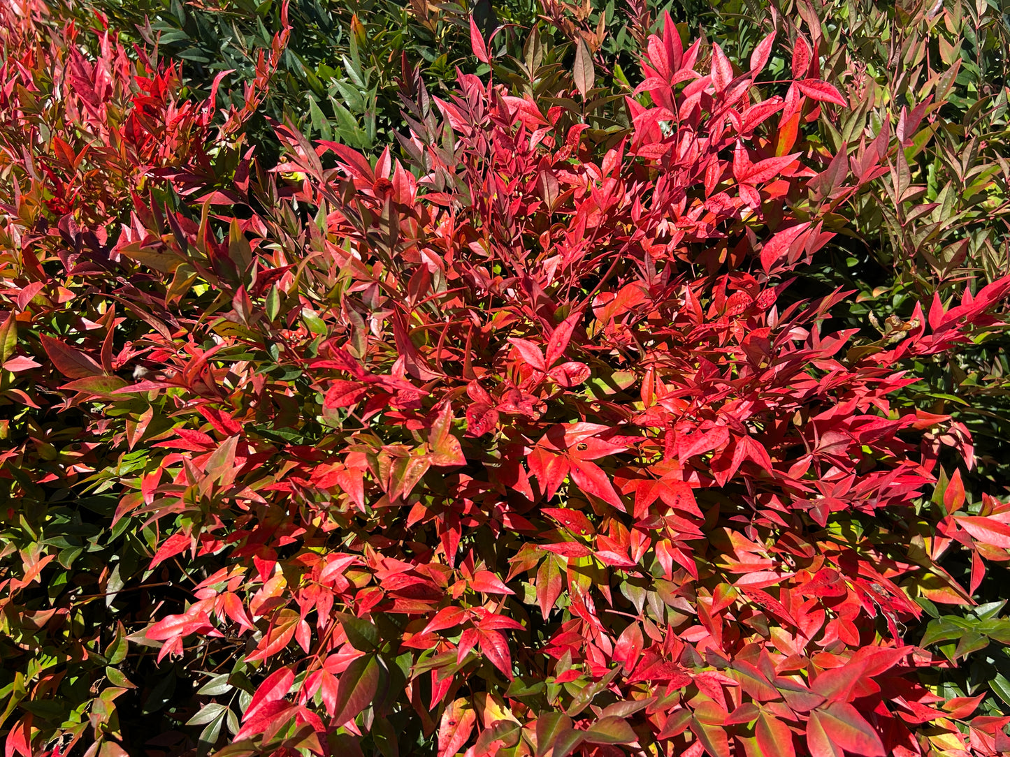 Heavenly Bamboo  100 Seeds  Nandina domestica
