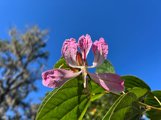 Purple Orchid Tree Bauhinia purpurea 20 Seeds