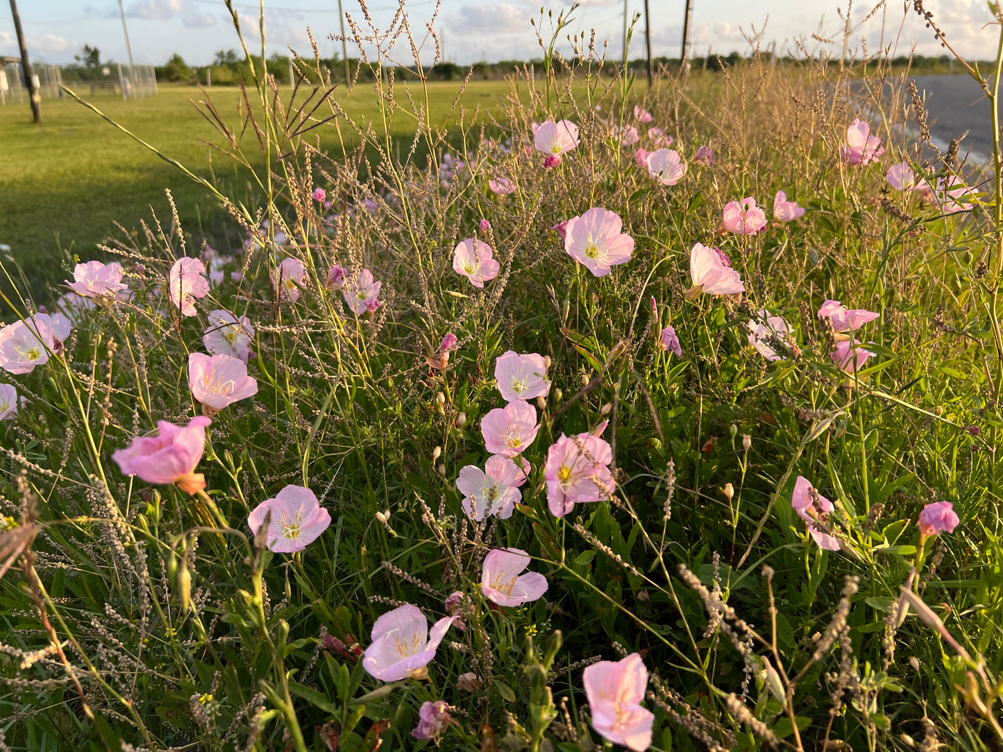 Showy Evening Primrose  100 Seeds  Oenothera speciosa