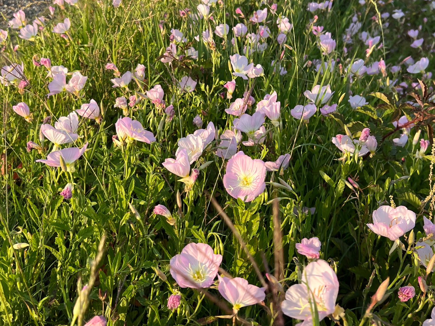 Showy Evening Primrose  100 Seeds  Oenothera speciosa