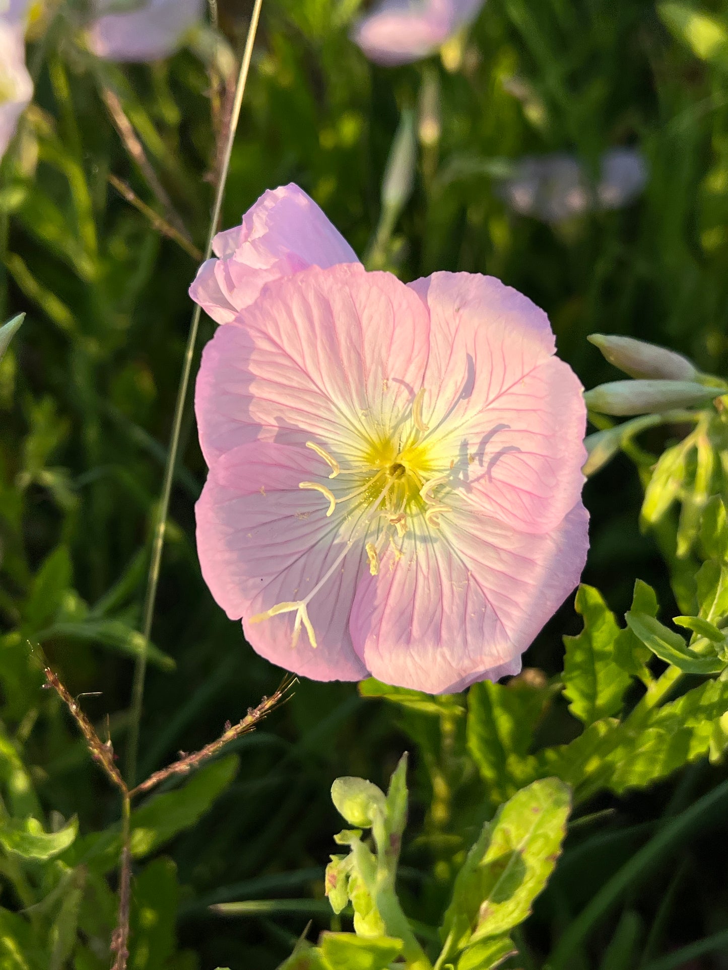 Showy Evening Primrose  100 Seeds  Oenothera speciosa