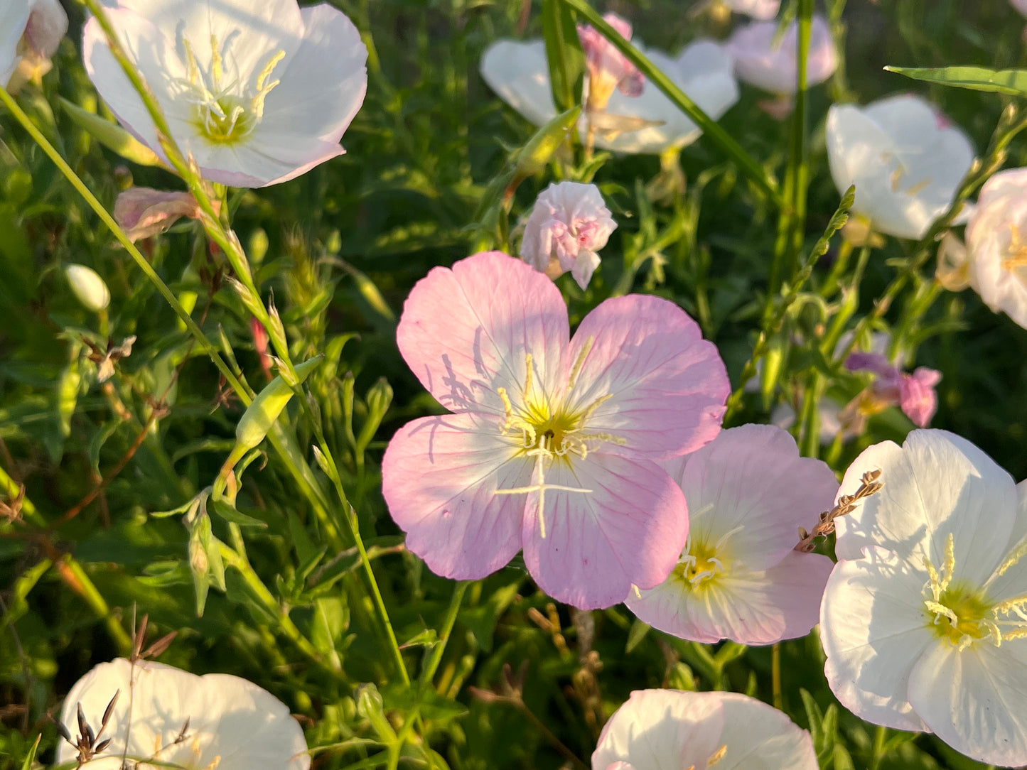 Showy Evening Primrose  100 Seeds  Oenothera speciosa