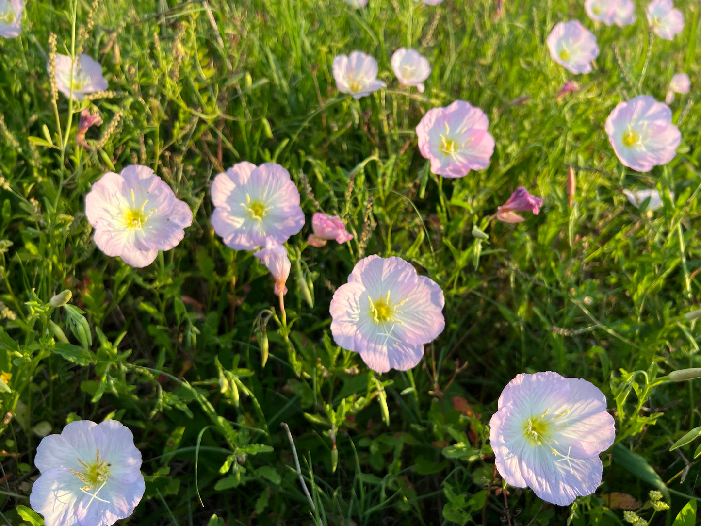 Showy Evening Primrose  100 Seeds  Oenothera speciosa