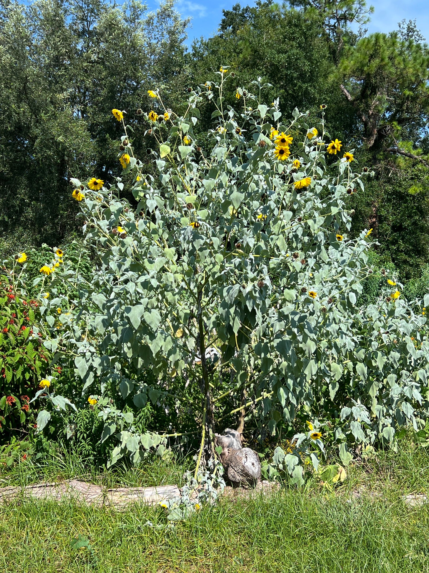 Silverleaf Sunflower 100 Seeds Helianthus argophyllus