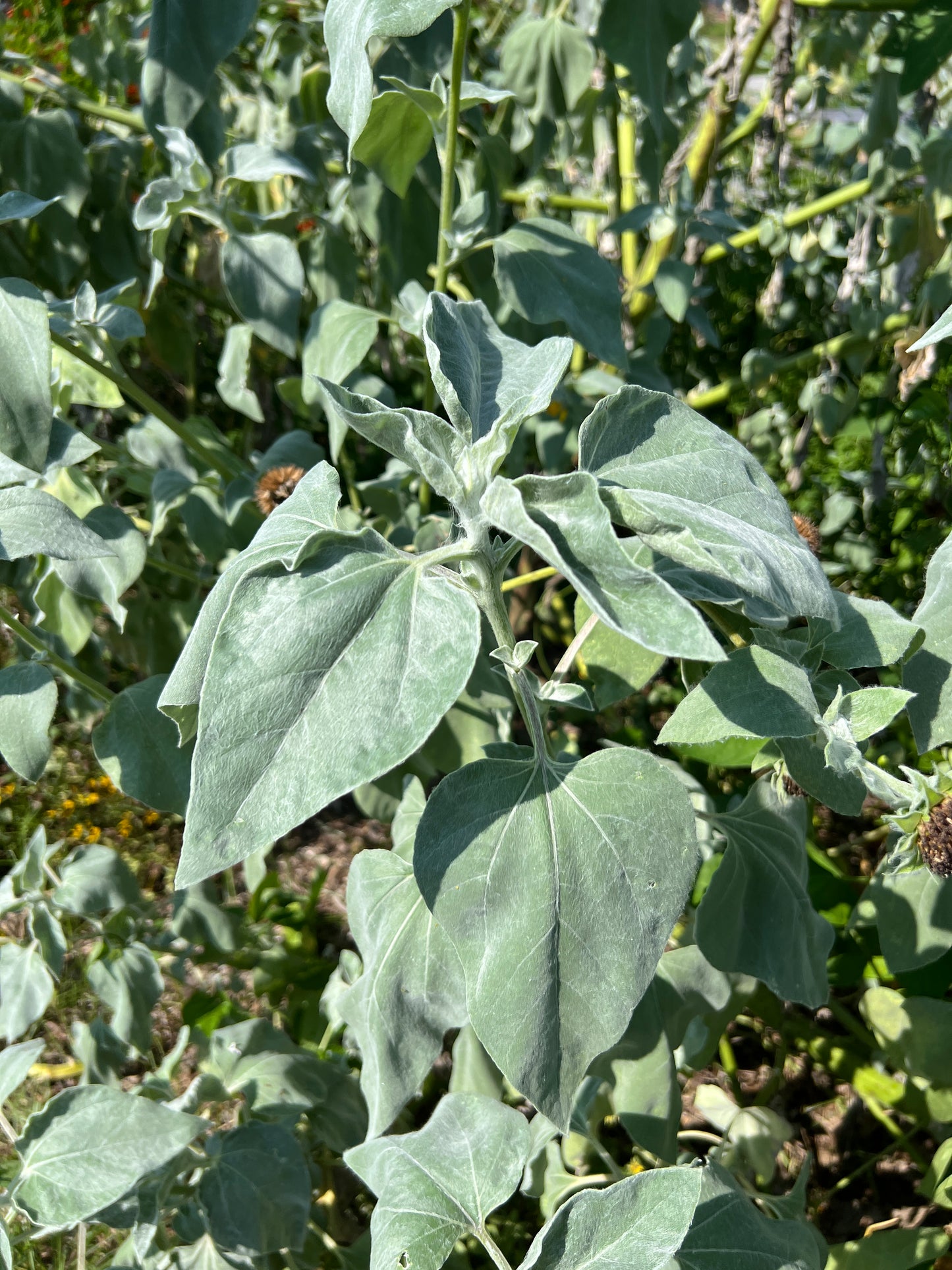 Silverleaf Sunflower 100 Seeds Helianthus argophyllus