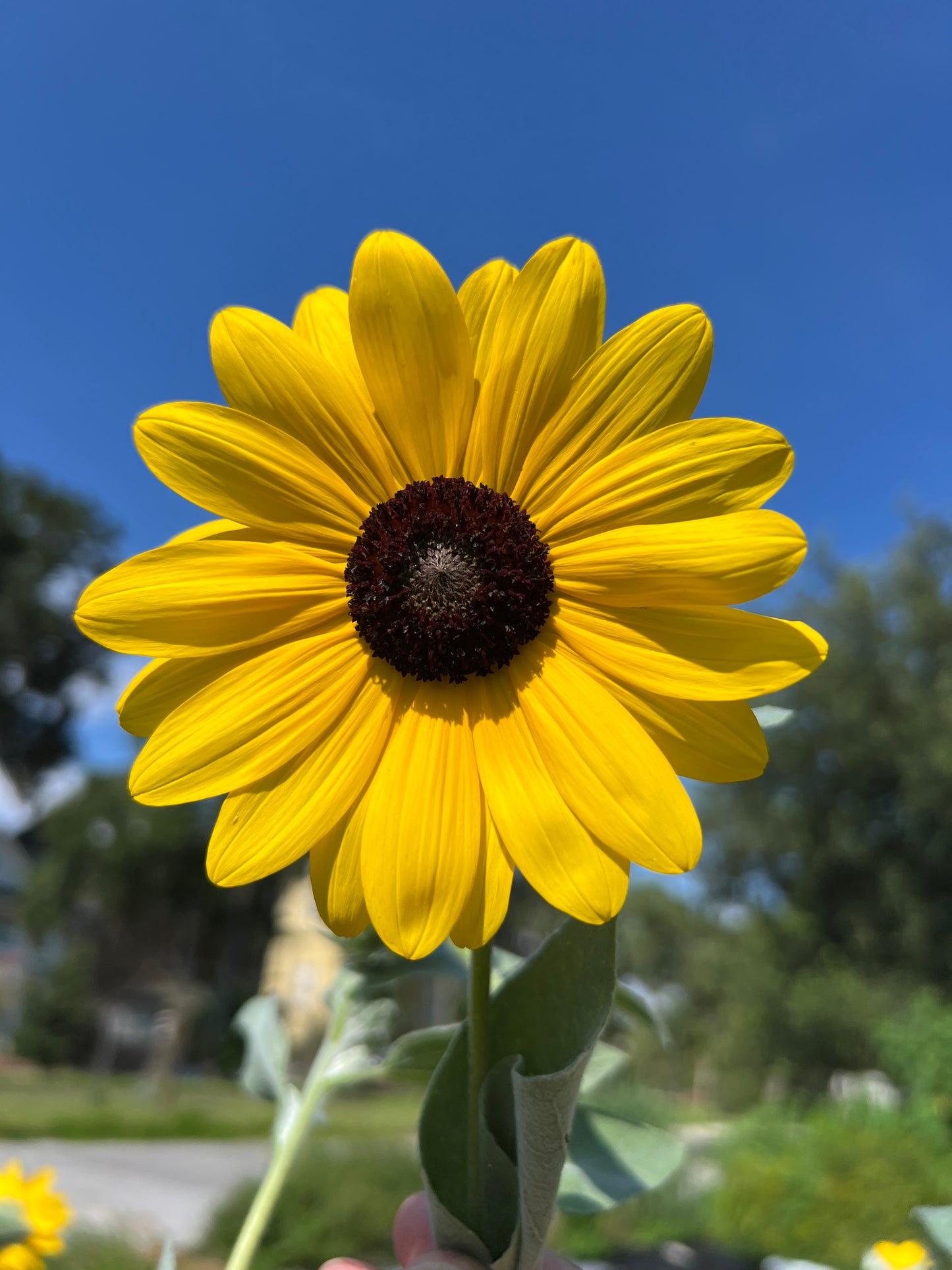 Silverleaf Sunflower 100 Seeds Helianthus argophyllus