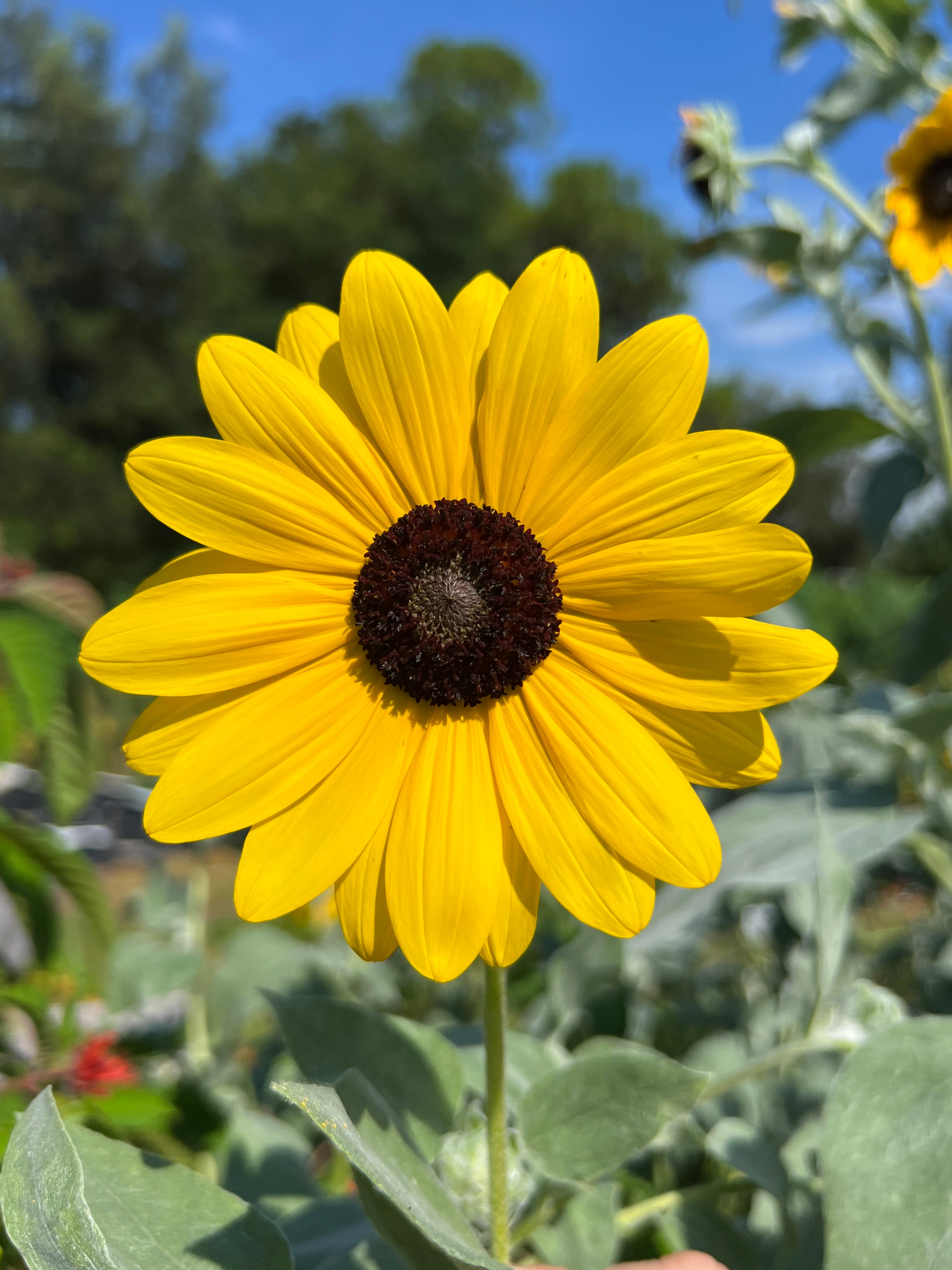 Silverleaf Sunflower 100 Seeds Helianthus argophyllus – R&B