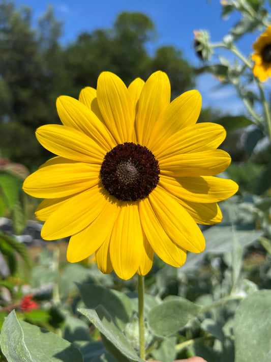 Silverleaf Sunflower 100 Seeds Helianthus argophyllus