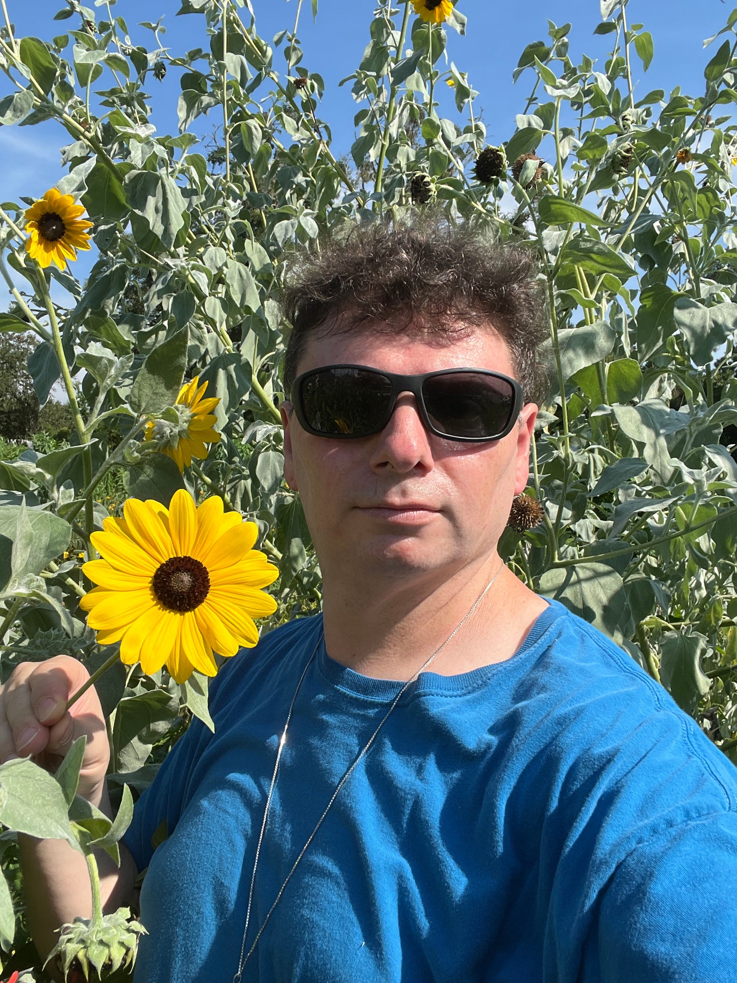 Silverleaf Sunflower 100 Seeds Helianthus argophyllus