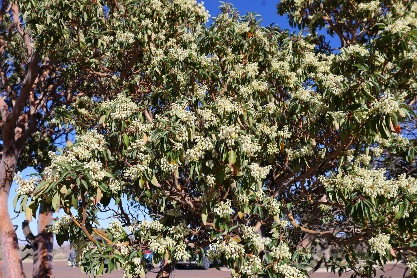 Texas Madrone  10 Seeds  Arbutus xalapensis