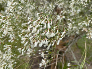 Groundsel Tree  Baccharis halimifolia  20 Seeds