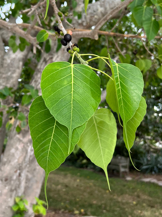 Sacred Fig Bodhi Tree Ficus religiosa 100 Seeds  USA Company