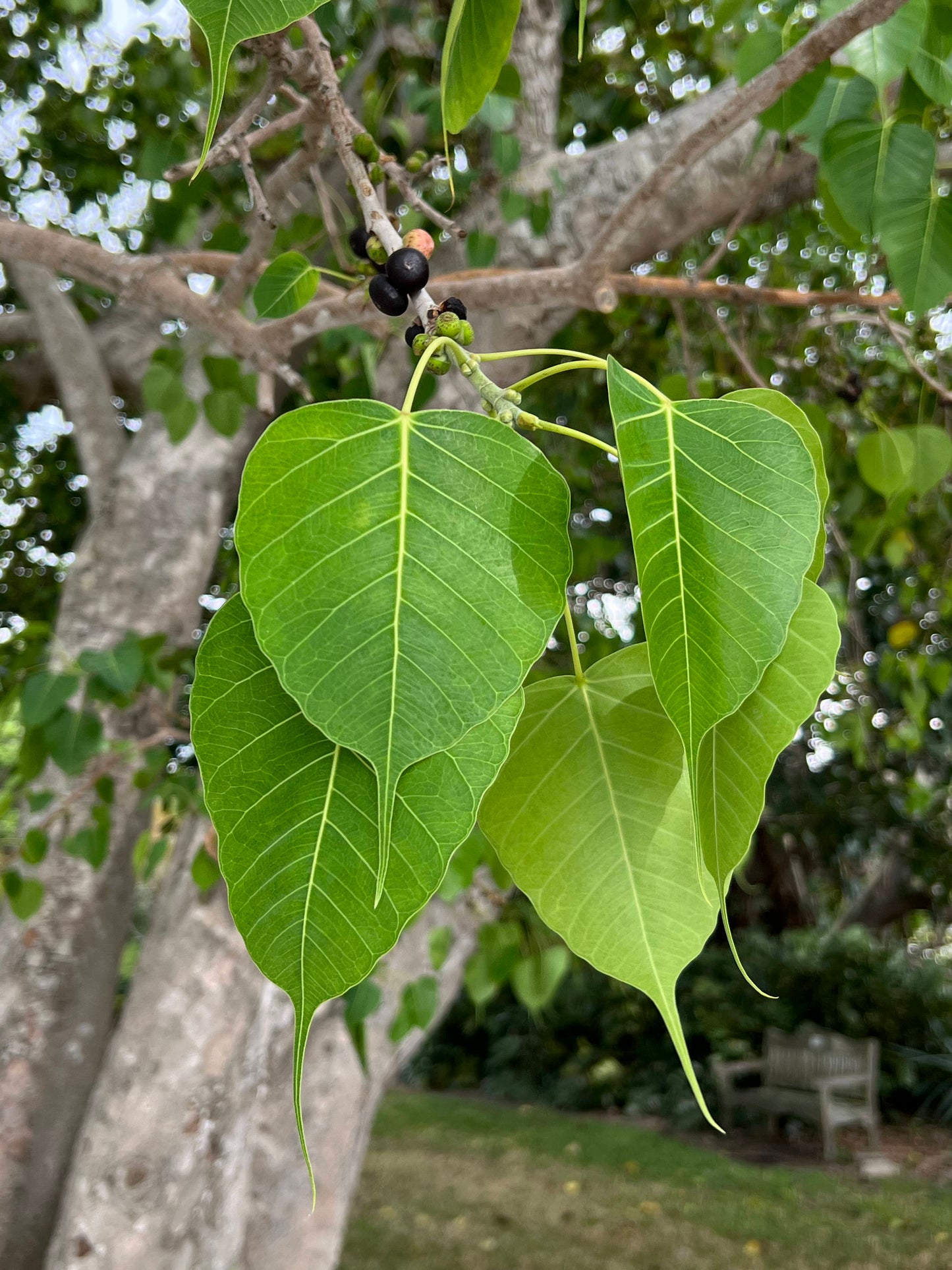 Sacred Fig Bodhi Tree Ficus religiosa 100 Seeds  USA Company