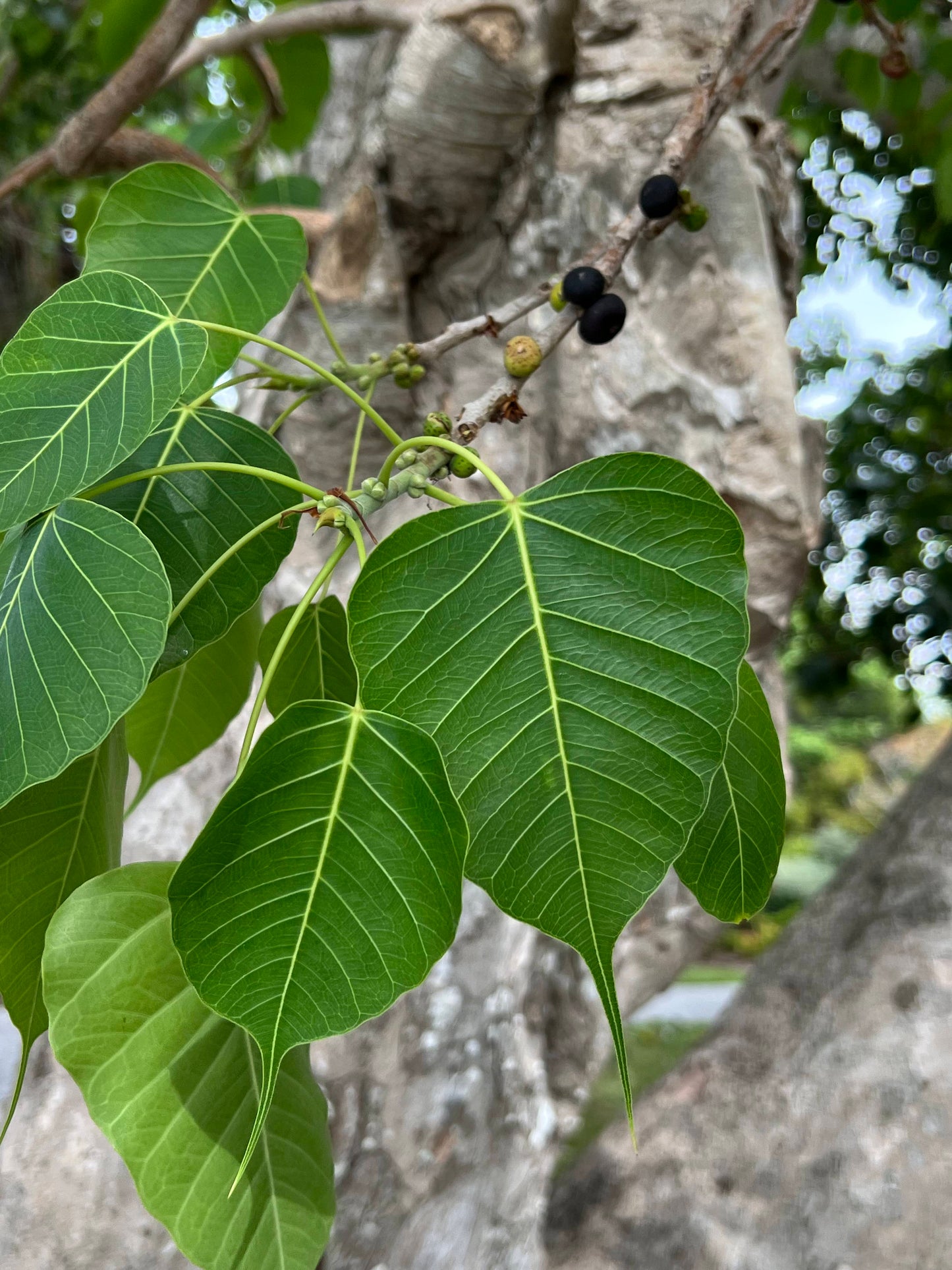 Sacred Fig Bodhi Tree Ficus religiosa 100 Seeds  USA Company