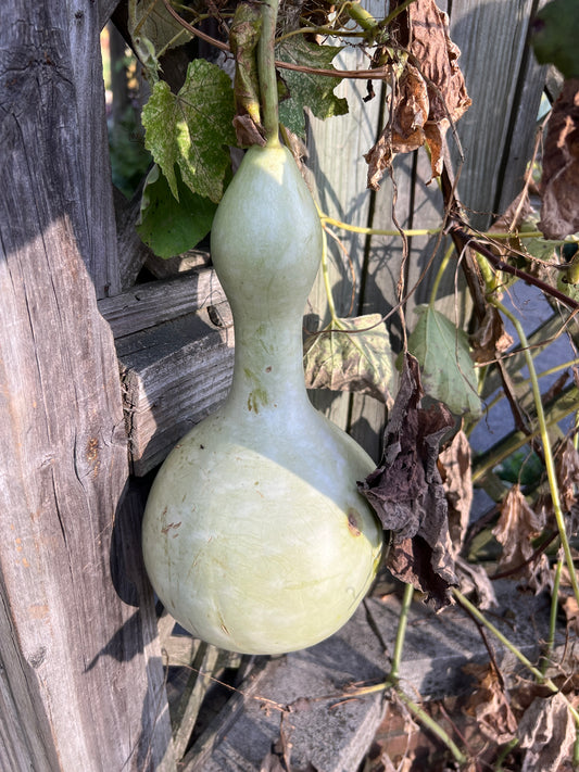 Bottle Gourd 10 Seeds Cucurbita pepo  USA Company