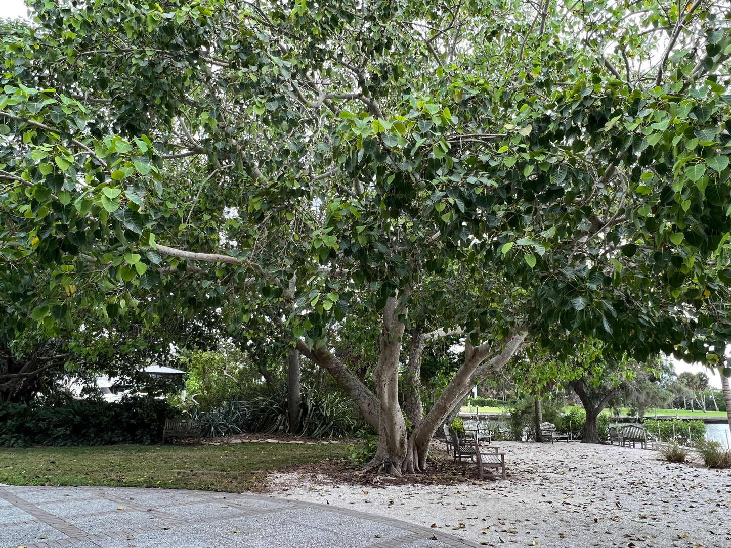 Sacred Fig Bodhi Tree Ficus religiosa 100 Seeds  USA Company