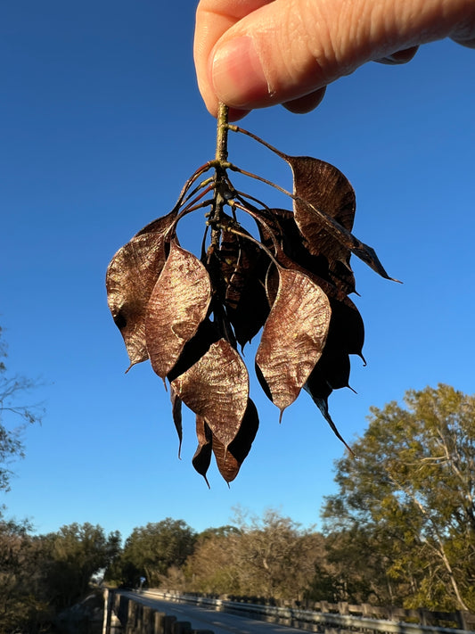 Water Locust  10 Seeds  Gleditsia aquatica