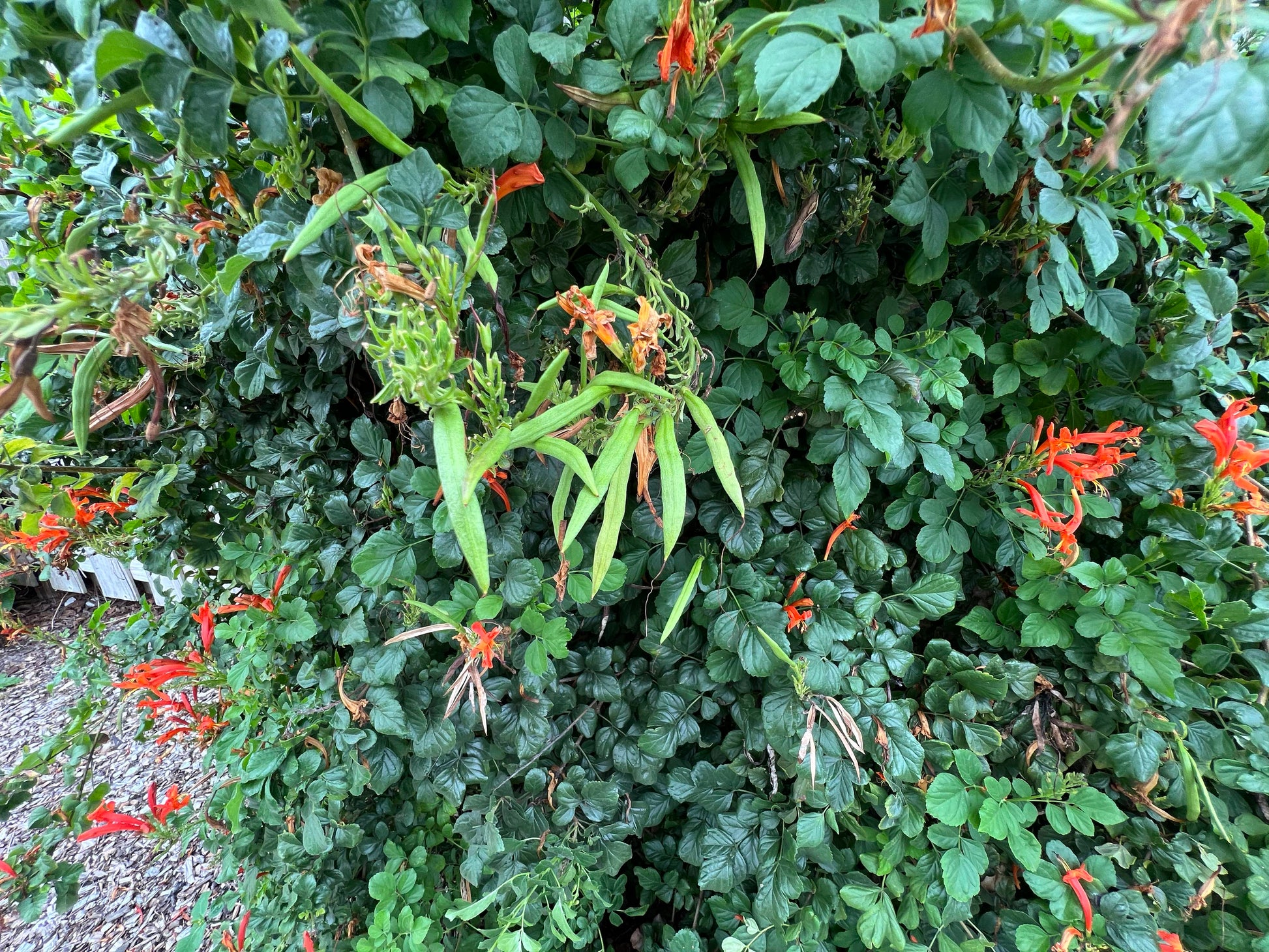honeysuckle plant seeds Cape Honeysuckle 20 Seeds Tecoma capensis – R&B Floridaseeds