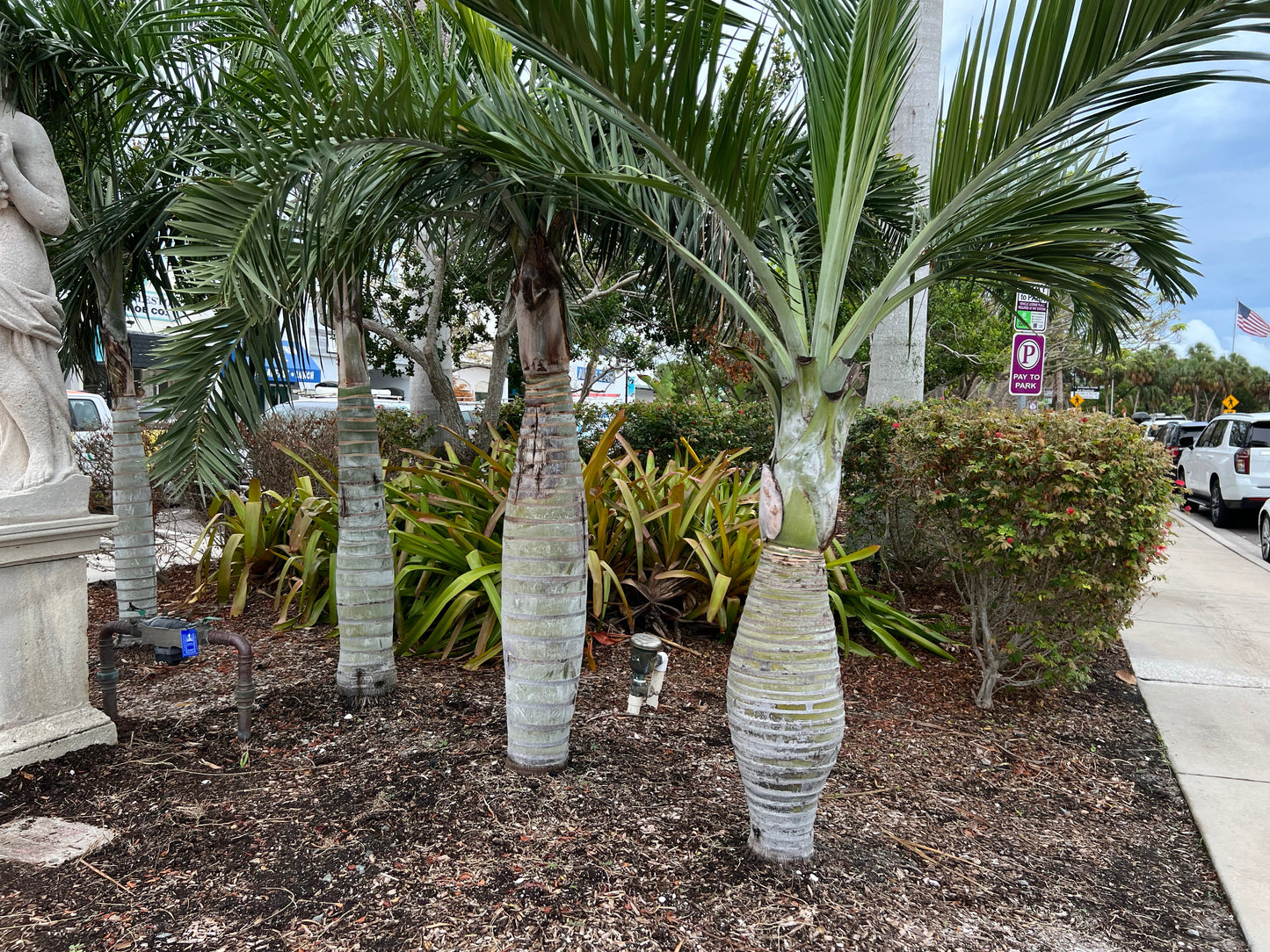 Buccaneer Palm Pseudophoenix sargentii 10 Seeds  USA Company