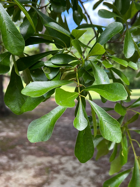 Water Oak Quercus nigra 20 Seeds  USA Company