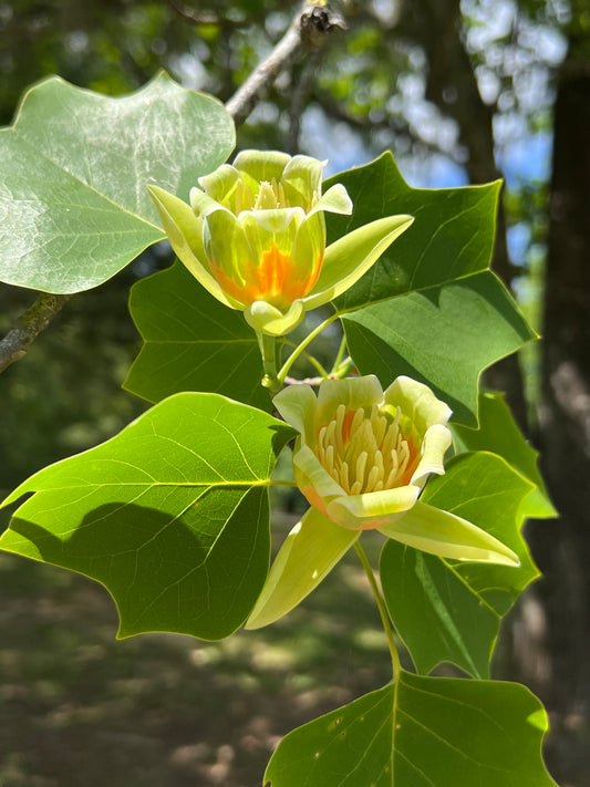 Tulip Tree  100 Seeds  Liriodendron tulipifera  USA Company