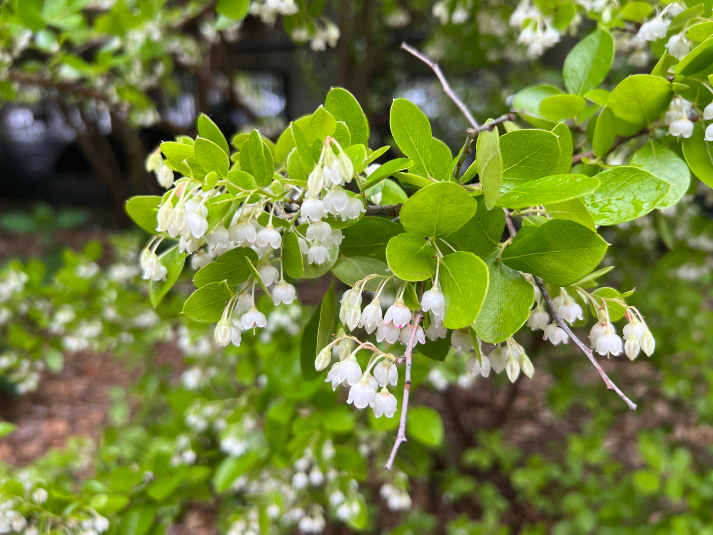 Sparkleberry Vaccinium arboreum 100 Seeds  USA Company