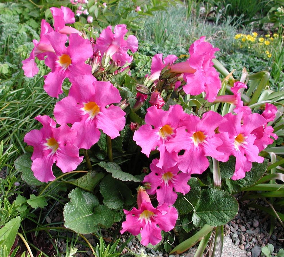 Dwarf Hardy Gloxinia  25 Seeds  Incarvillea Mairei
