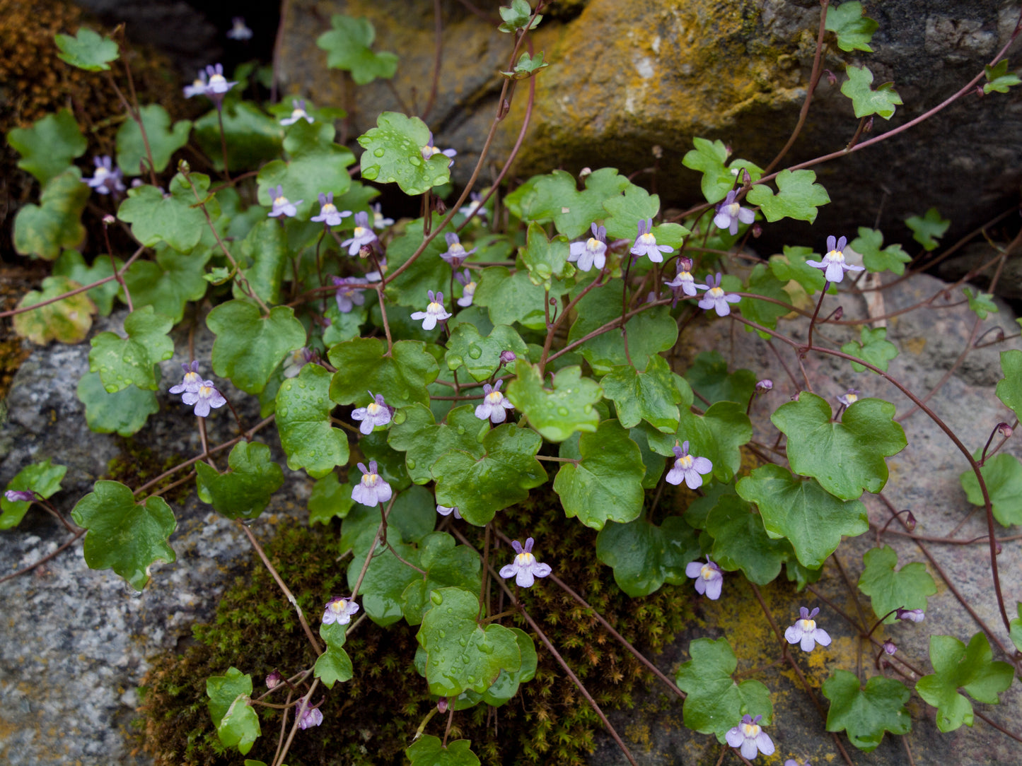 Kenilworth Ivy  100 Seeds  Cymbalaria muralis