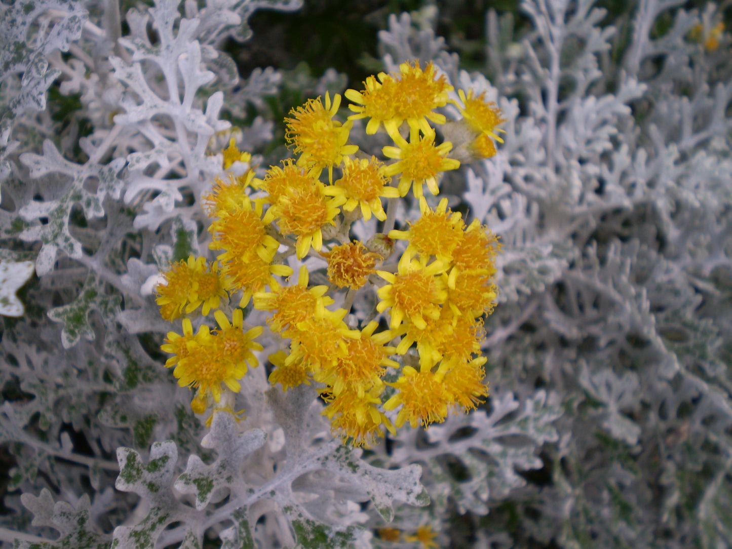 Dusty Miller  100 Seeds  Senecio maritimus