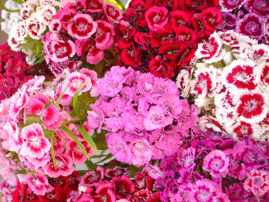 Sweet William  100 Seeds  Dianthus barbatus