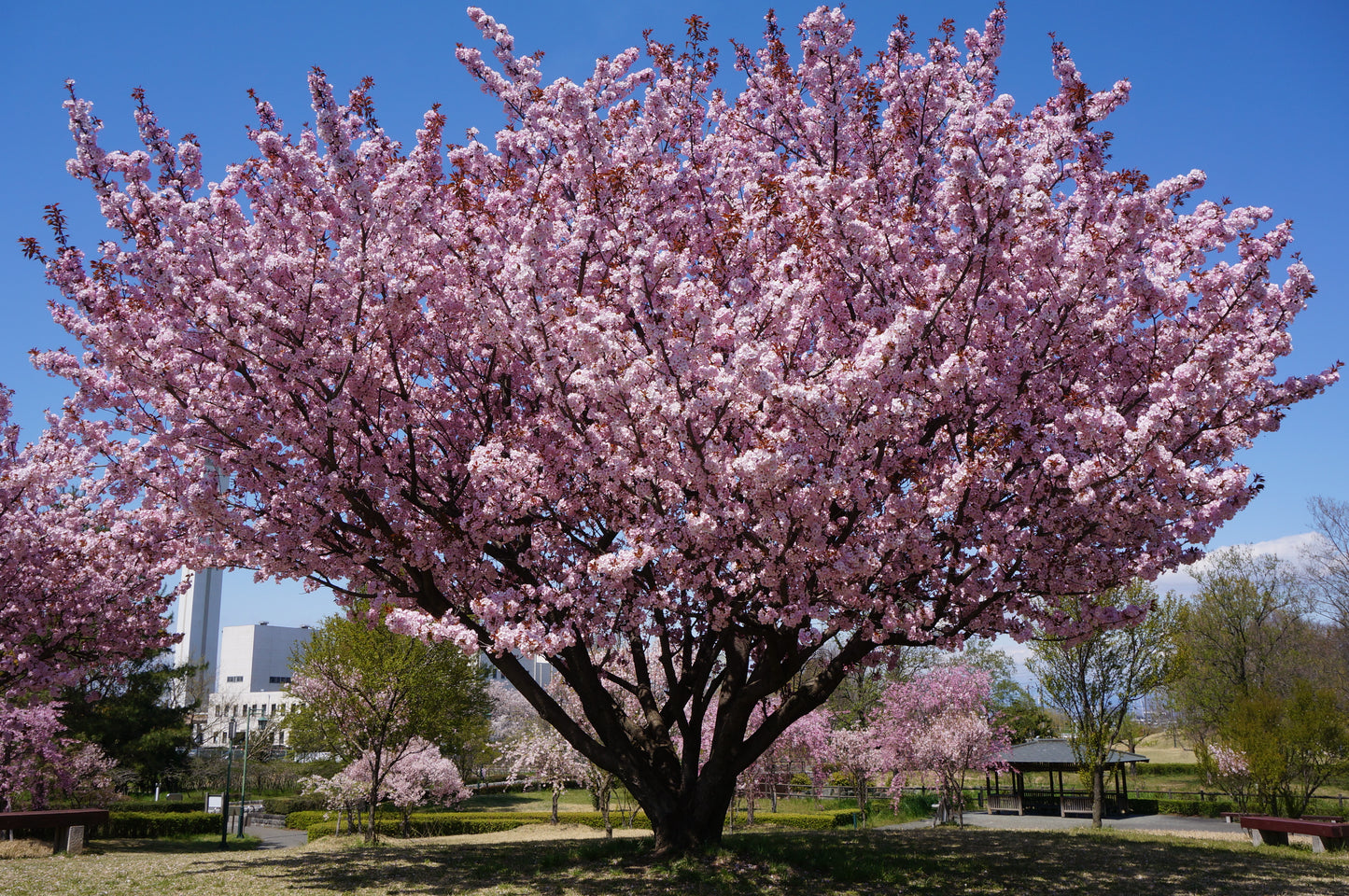 Japanese Flowering Cherry   5 Seeds   Prunus serrulata