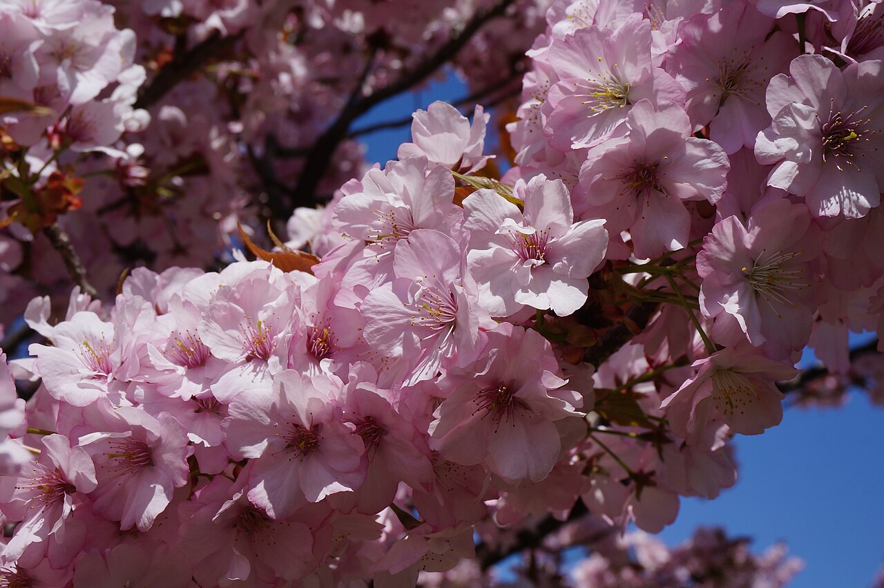 Japanese Flowering Cherry   5 Seeds   Prunus serrulata