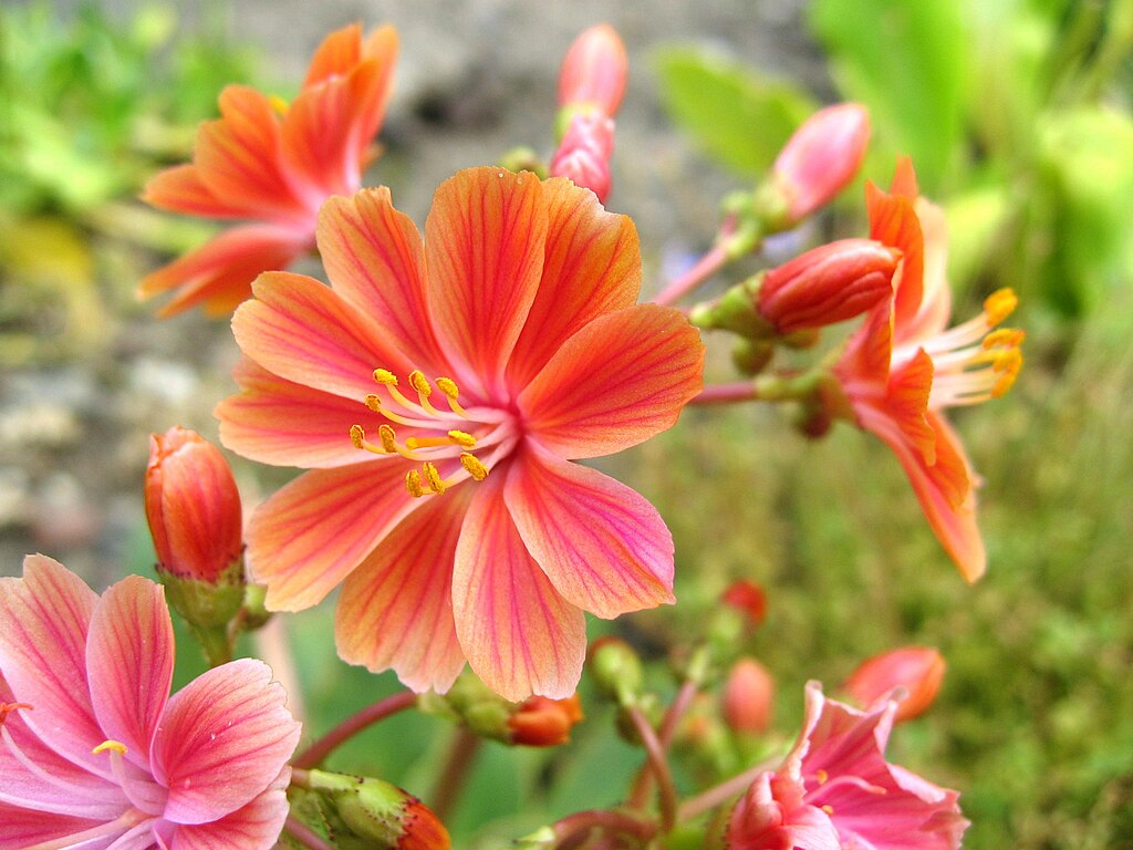 Sunset Strain Lewisia  75 Seeds  Lewisia cotyledon
