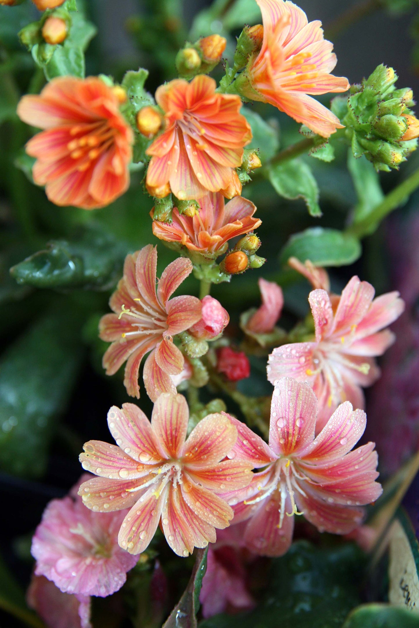 Sunset Strain Lewisia  75 Seeds  Lewisia cotyledon