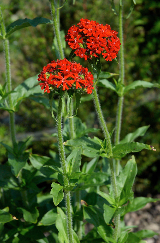 Maltese Cross  2000 Seeds  Lychnis chalcedonica