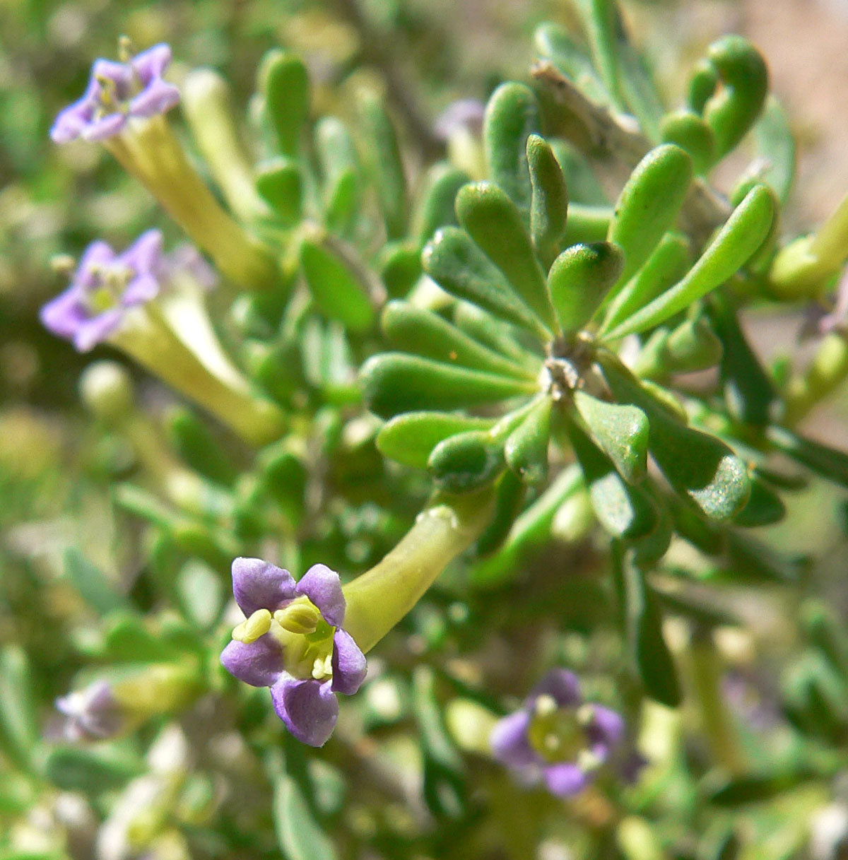 Desert Wolfberry  Lycium andersonii  100 Seeds  USA Company