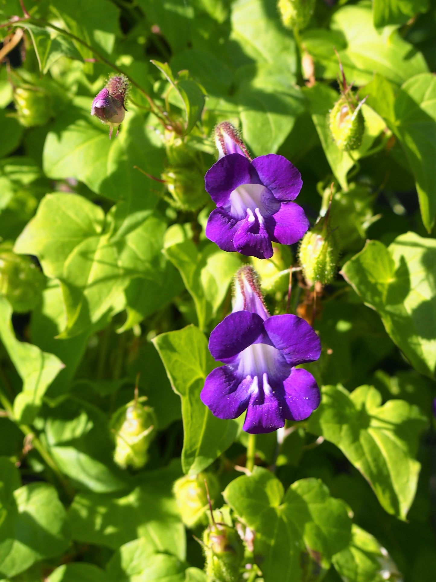 Climbing Snapdragon  100 Seeds  Asarina scandens