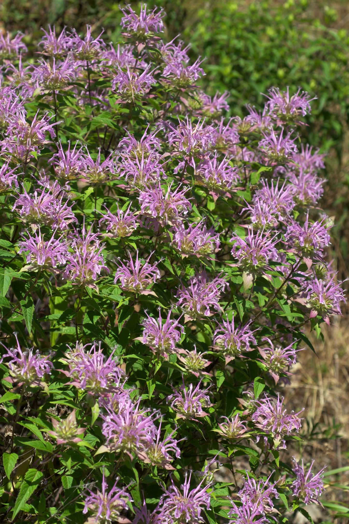 Wild Bergamot  100 Seeds  Monarda fistulosa