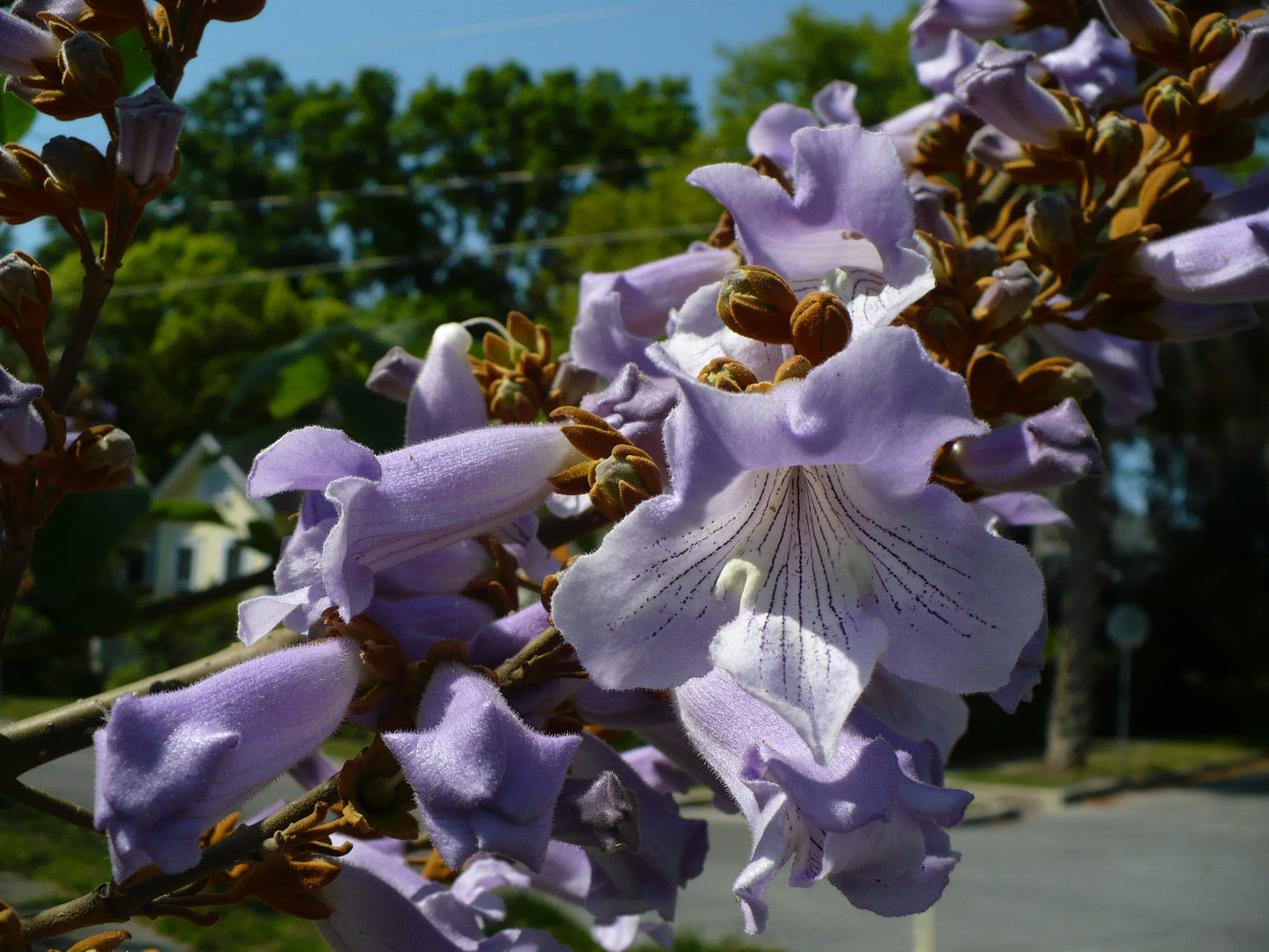 Fortune Empress Tree   100 Seeds  Paulownia fortunei
