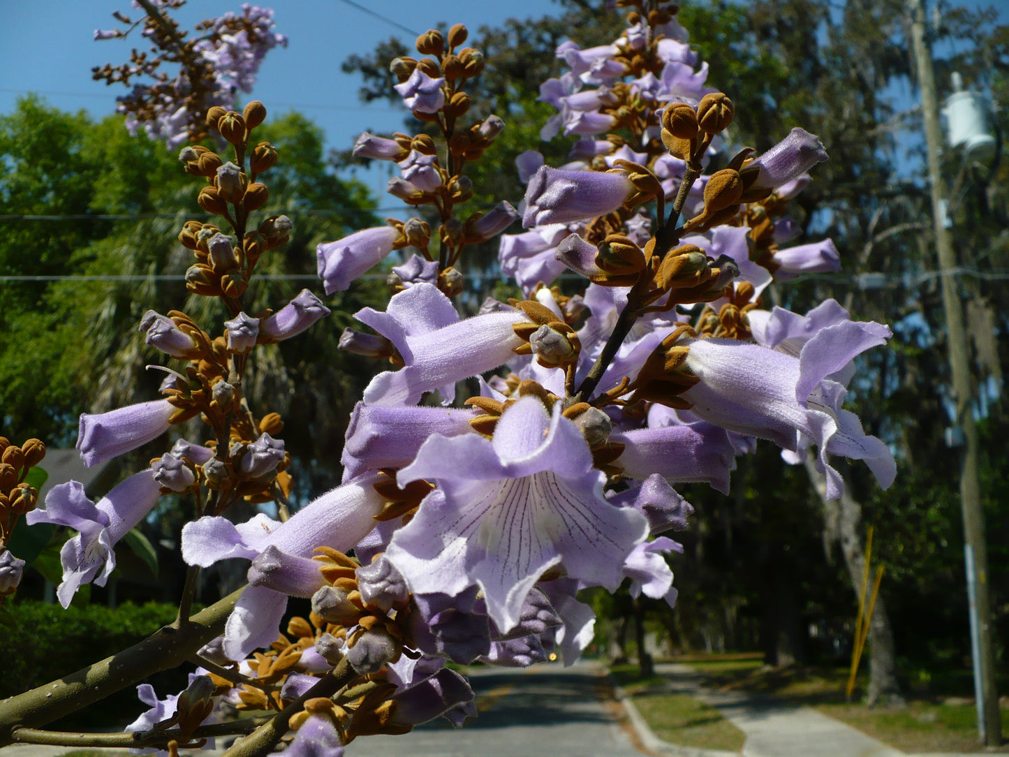 Fortune Empress Tree   100 Seeds  Paulownia fortunei