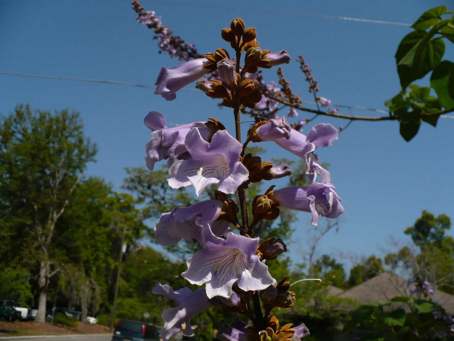 Fortune Empress Tree   100 Seeds  Paulownia fortunei
