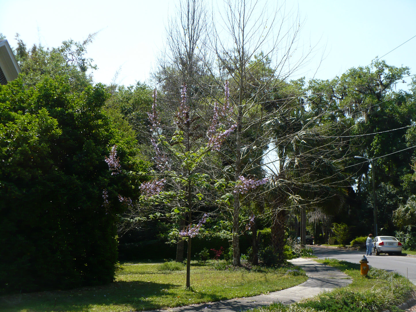 Fortune Empress Tree   100 Seeds  Paulownia fortunei