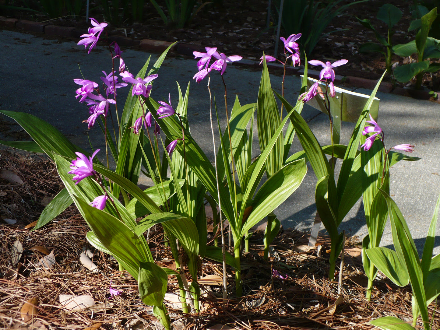 Hardy Ground Orchid  1000 Seeds  Bletilla striata