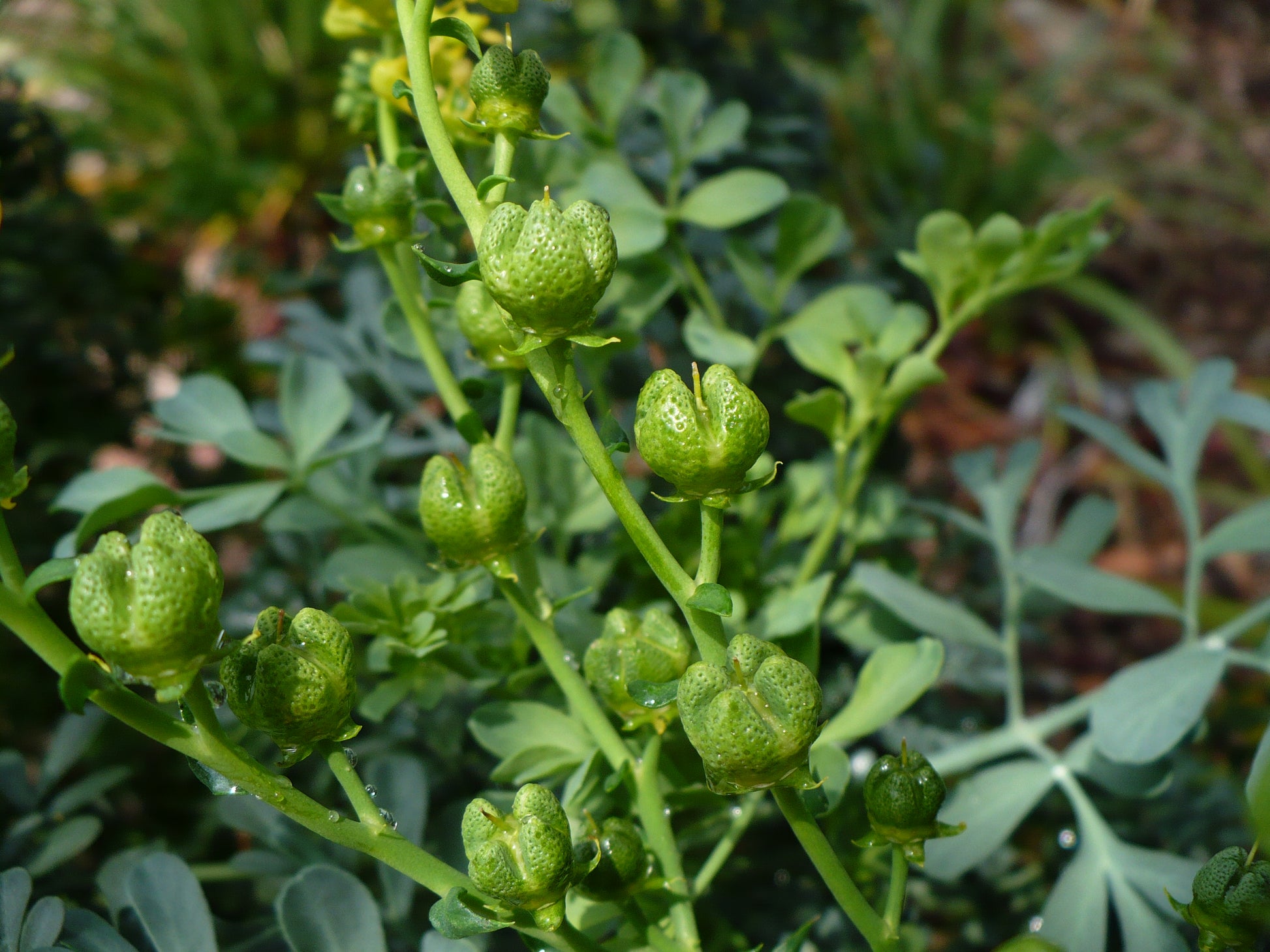 planting rue seeds Rue Ruta graveolens 100 Seeds – R&B Floridaseeds