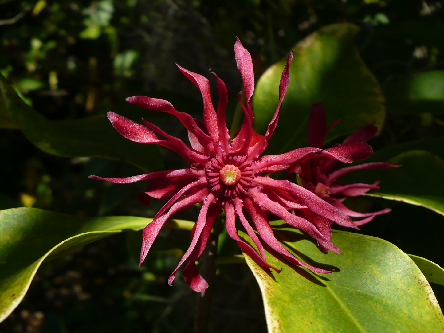 Florida Anise Purple Anise Illicium floridanum 10 Seeds  USA Company