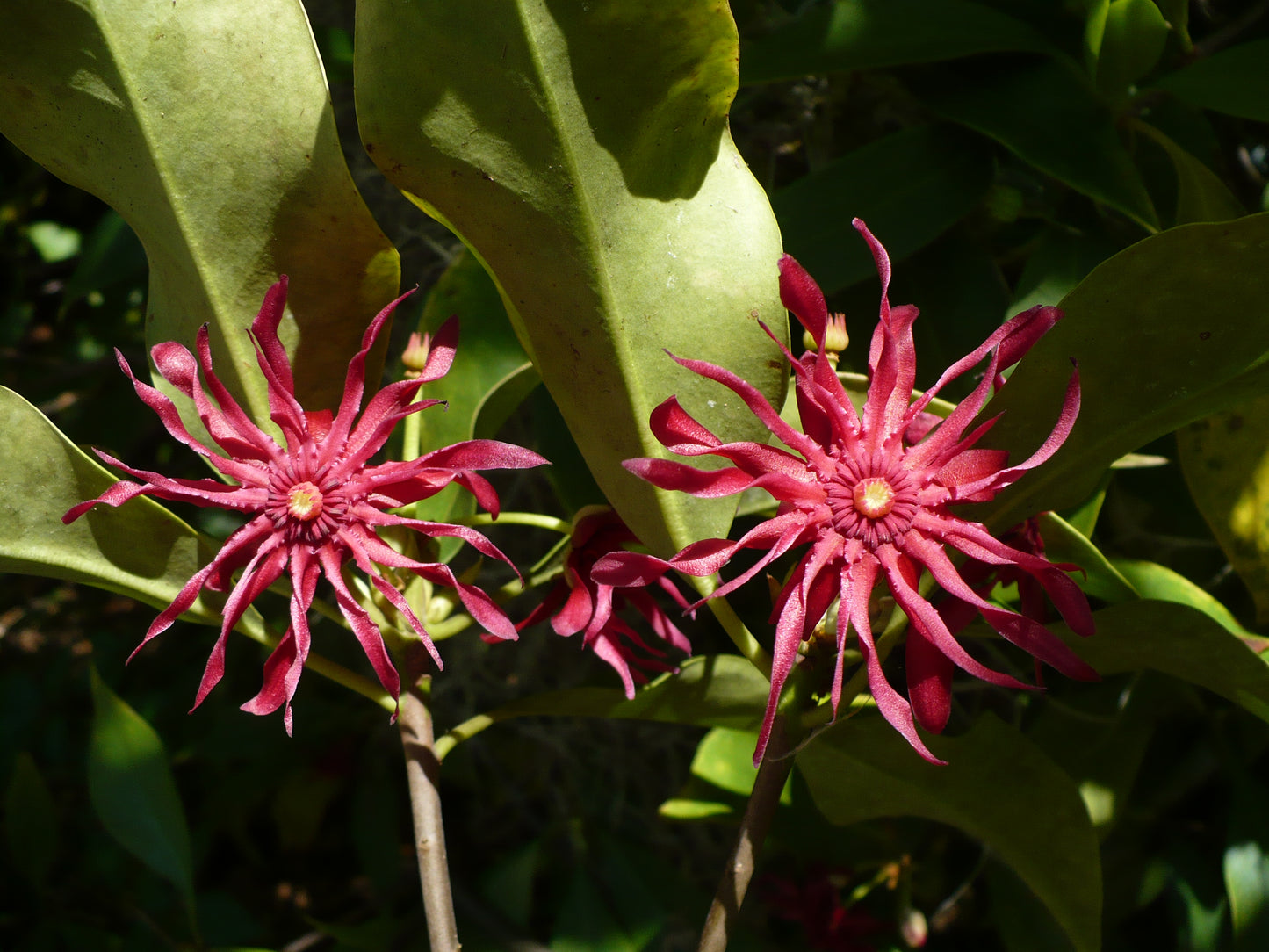 Florida Anise Purple Anise Illicium floridanum 10 Seeds  USA Company