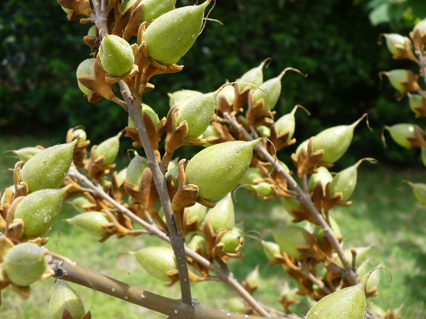 Fortune Empress Tree   100 Seeds  Paulownia fortunei