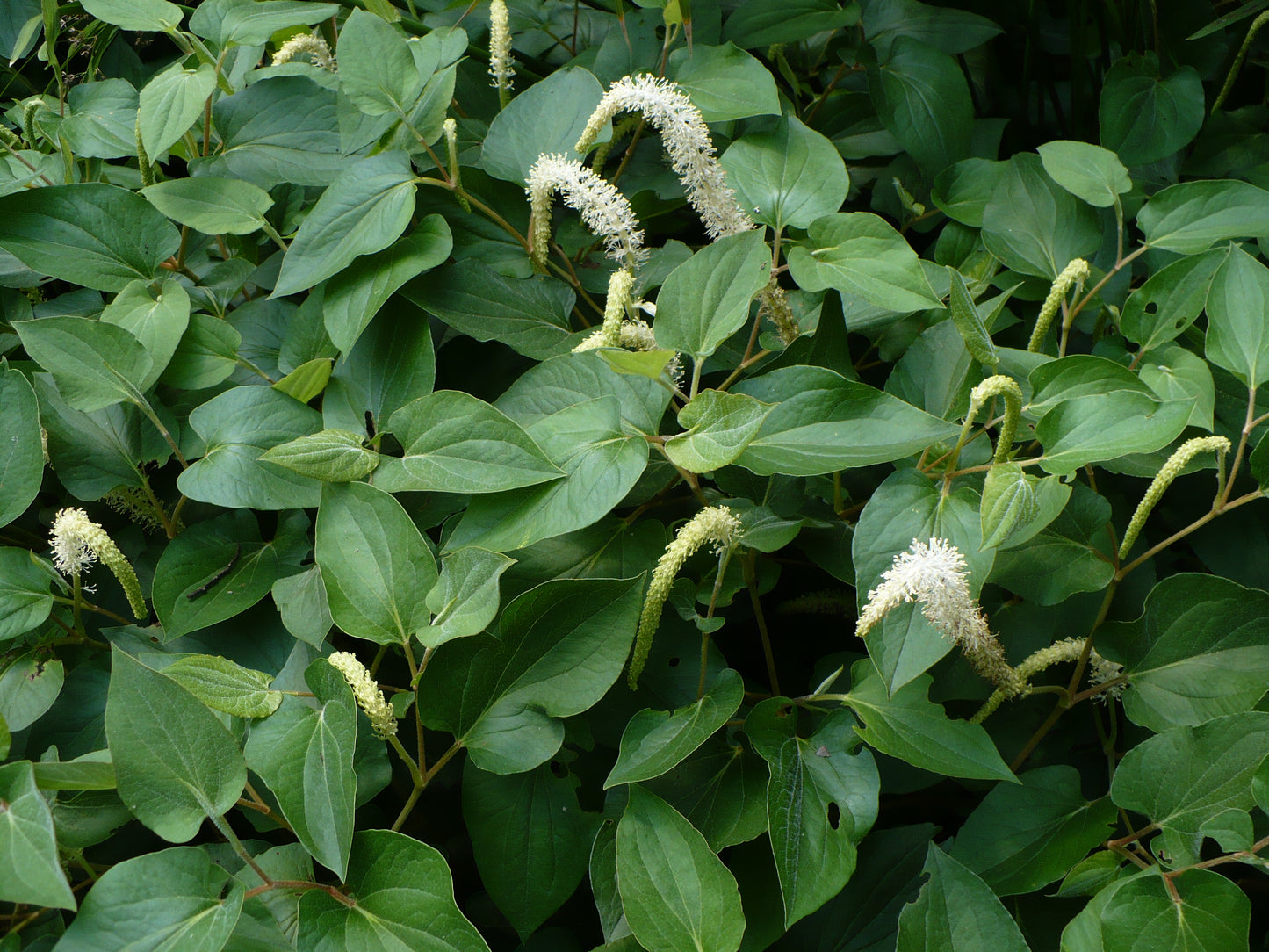 Lizard's Tail Saururus cernuus 100 Seeds   USA Company