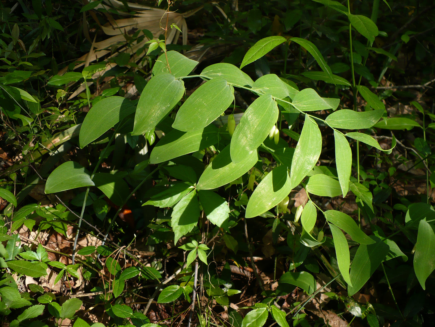 Soloman’s Seal  30 Seeds  Polygonatum biflorum